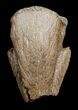 Pachycephalosaurus Foot Claw From Montana #3442-1